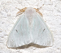 Male