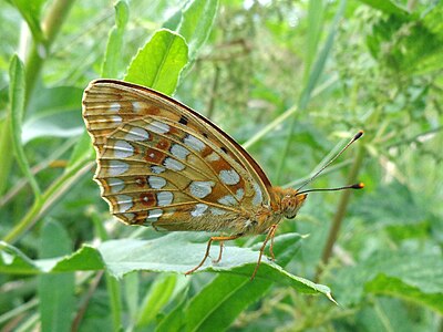 Quality photo of Argynnis adippe butterfly on aster family plant leaf.