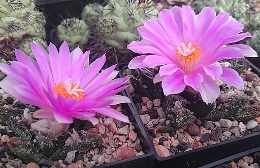 Ariocarpus bravoanus