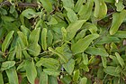 Aristolochia indica - leaves.JPG