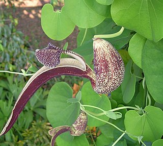 <i>Aristolochia ringens</i> Species of vine