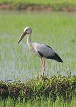 Thumbnail for File:Asian openbill or Asian openbill stork ,Anastomus oscitans.jpg