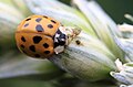 ... Harmonia axyridis