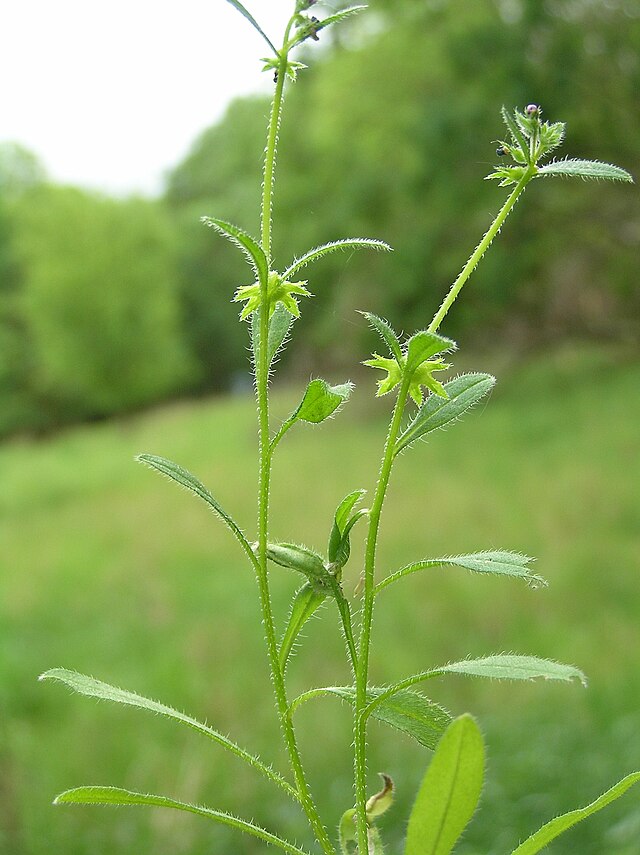 Scherpkruid