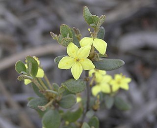 <i>Asterolasia squamuligera</i> Species of flowering plant