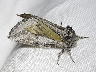 <i>Astiptodonta</i> Genus of prominent moths