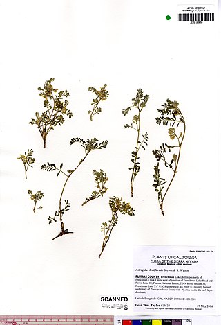 <i>Astragalus lentiformis</i> Species of legume