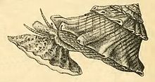 Drawing with animal and shell Astralium stellare 006.jpg