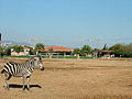 Area savana con Zebre e giraffe