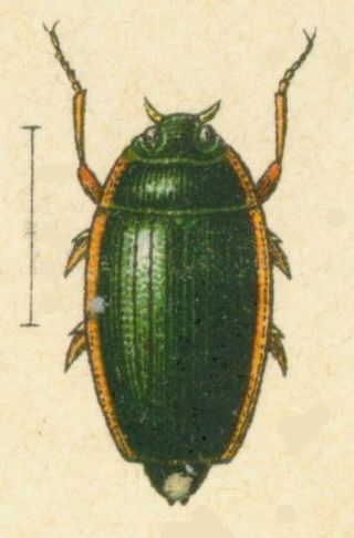 <i>Aulonogyrus</i> Genus of beetles