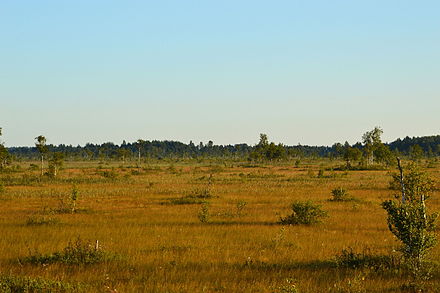 Avaste Fen, one of the largest fens in Estonia.