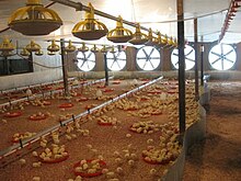 Young birds being reared in a closed broiler house Ayam.jpg