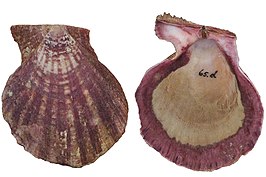 Azumapecten ruschenbergerii