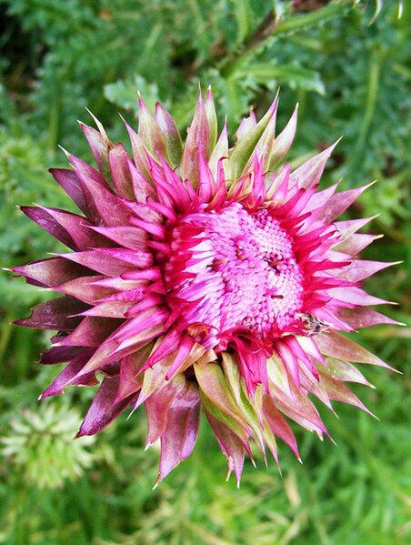 File:BLOOMmilkthistle.jpg