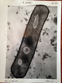 Image of Bacillus subtilis taken with a 1960s electron microscope Bacillus subtilis image.jpg