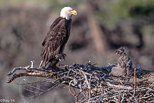 Adult and chick Back to the Six Mile Lake eagles (Haliaeetus leucocephalus)."feed me mom". (19159890706).jpg