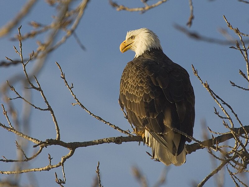 File:Bald Eagle tgo.jpg