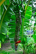 Banana cultivars in Queen Sirikit Park