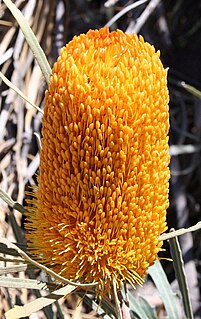 <i>Banksia benthamiana</i> species of plant