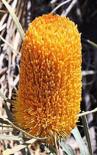 <i>Banksia benthamiana</i> Species of shrub in the family Proteaceae endemic to the south-west of Western Australia