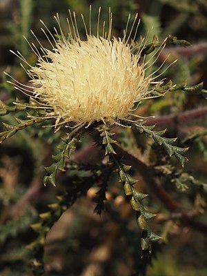 Banksia echinata.jpg