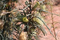 Banksia strictifolia