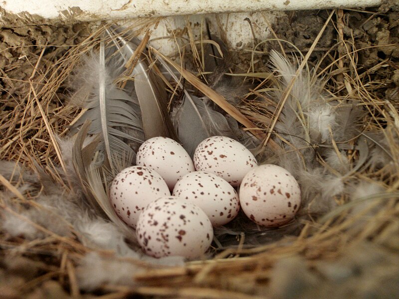 File:Barn swallow (Hirundo rustica) nest eggs, total clutch.JPG