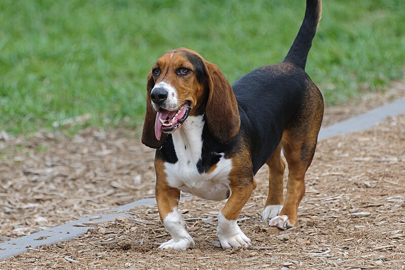 File:BassetHoundDog.jpg