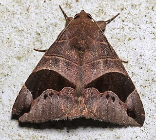 <i>Bastilla joviana</i> Species of moth