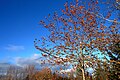 Baum Schwäbisch Alb