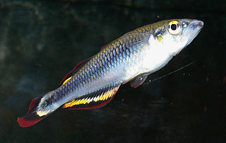 <i>Bedotia</i> Genus of fishes