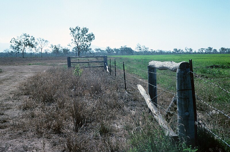 File:Beef cattle property and rice growing farm, Burdekin Delta 1989 QUT-449.jpg