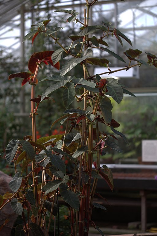 Begonia stipulacea GotBot 2015 001