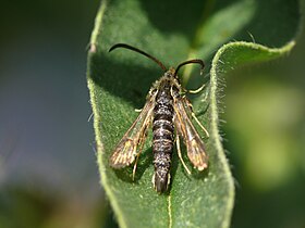 Bembecia ichneumoniformis