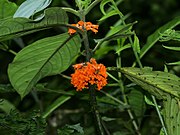 Besleria notabilis