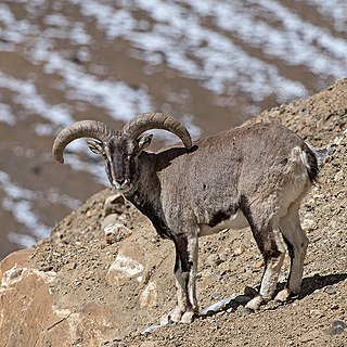 Bharal Species of wild sheep native to the Himalayas