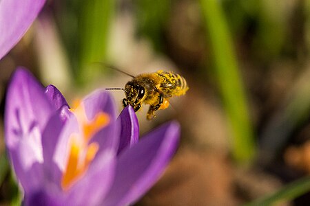 A bee in front of a crocus.