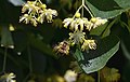 Biene mit Pollenbeinen auf Lindenblüte