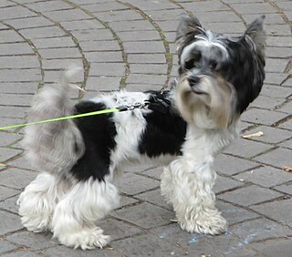 <span class="mw-page-title-main">Biewer Terrier</span> Dog breed