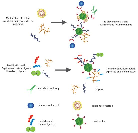 File:Biomedicines-01-00003-ag.webp