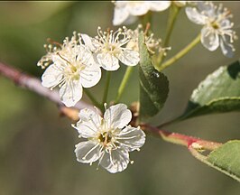 Prunus emarginata