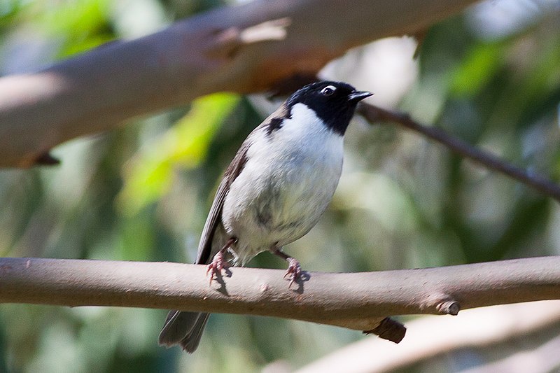 File:Black-headed Honeyeater (Melithreptus affinis) (8079676435).jpg