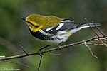 Thumbnail for File:Black-throated Green Warbler (male) Sabine Woods TX 2018-04-22 12-14-30-2 (41273130914).jpg