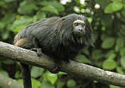 Black Lion Tamarin 4.jpg