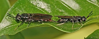 330px-Black_soldier_flies_mating.jpg