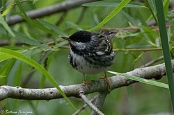 Blackpoll Warbler (male) Sabine Woods TX 2018-04-21 09-53-41 (40164514670).jpg