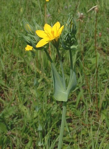 Blackstonia perfoliata