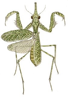 <i>Blepharodes cornutus</i> Species of praying mantis