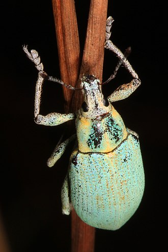 Blue-green citrus root weevil, Pachnaeus litus Blue-green Citrus Root Weevil - Pachnaeus litus, Long Pine Key, Everglades National Park, Homestead, Florida.jpg