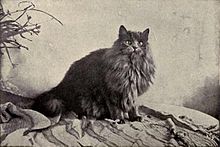 oldest persian cat